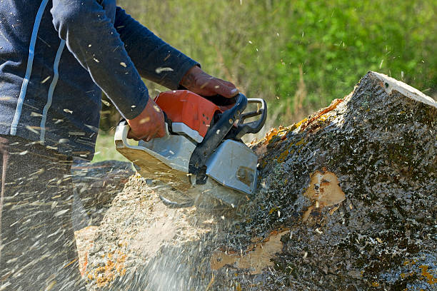 How Our Tree Care Process Works  in  Shelton, NE
